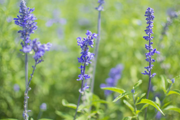 Lavender flowers in the field