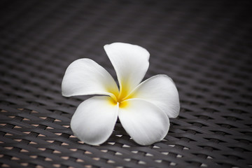 White plumeria flower with dark tone pattern background.