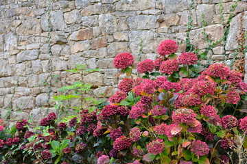 Pink hydrangea, flowerbed, Brittany