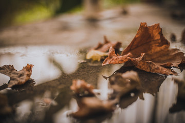 Fallen autumn leaves on the ground