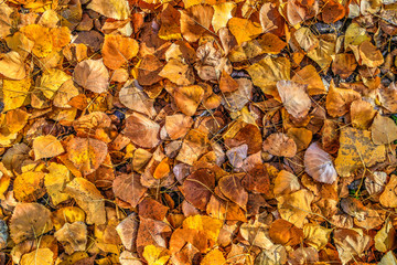 Golden Poplar Leaves