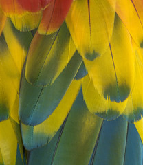 Beautiful macaw feathers