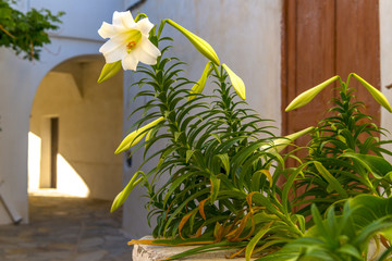 Flowers on a houseyard in Chora Naxos, Cyc;ades, Greece.