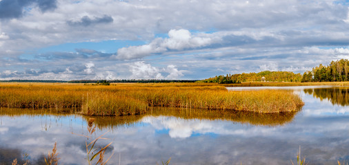 Autumn panorama of yellow reed