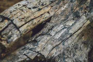 Branch Wood Firewood