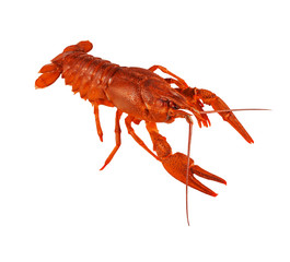crawfish isolated on white background close up.
