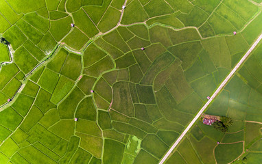 Rice farm Map, Bird Eye View
