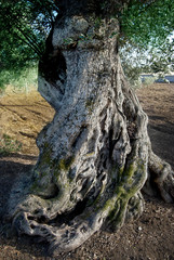 Fototapeta na wymiar centuries-old trunk of olive tree