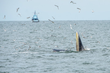 Bryde's whale, Eden's whale  in Gulf of Thailand