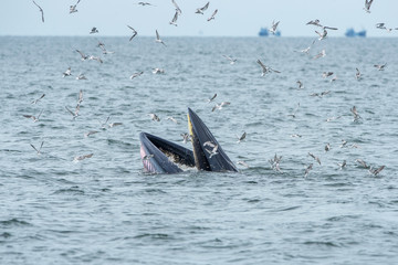 Naklejka premium Bryde's whale, Eden's whale in Gulf of Thailand