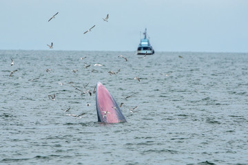 Naklejka premium Bryde's whale, Eden's whale in Gulf of Thailand
