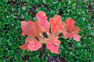 Oak tree sprout with red leaves in green bootlicking moss