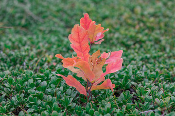 Sprout of oak with red leaves in green bootlicking moss