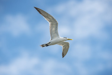 Fototapeta na wymiar Great Crested Tern flying on blue sky