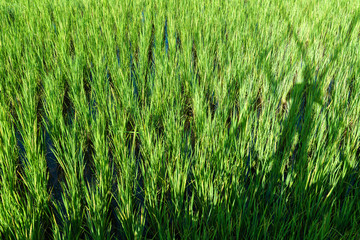 rice sprout ready to growing in the rice field