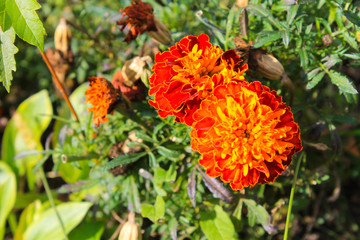 Orange marigolds in the garden