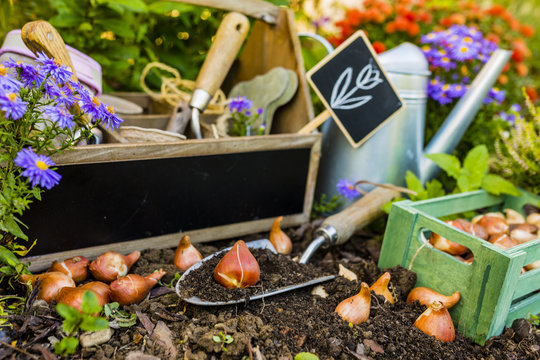 Flower bulbs and garden accessories for planting. Gardening. 