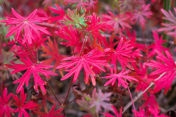 Floral background with red and green autumnal toreutic leaves