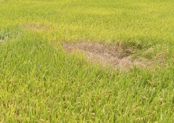 ウンカ被害の田んぼ