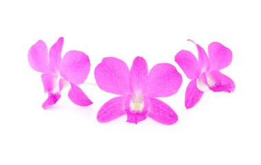 Fototapeta na wymiar fresh violet orchid on white background