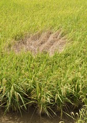 ウンカ被害の田んぼ