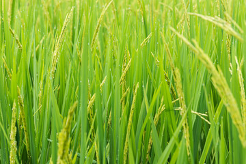 Fototapeta na wymiar rice sprout ready to growing in the rice field. with selective f
