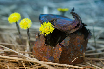Yellow flowers growing up in an old tin can in the spring