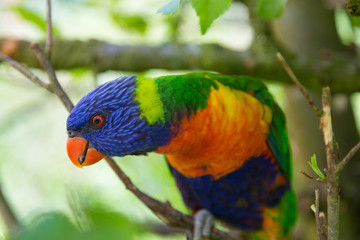 Curious Lorikeet on a branch.
