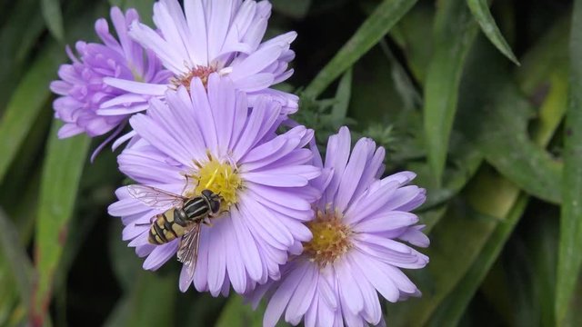 hoverfly  on aster in autumn