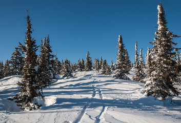 mountain spruce winter