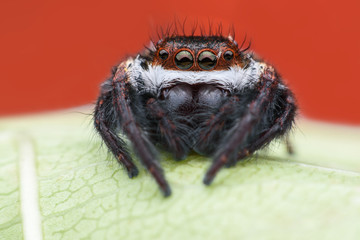 Jumping spider on green leaf orange background
