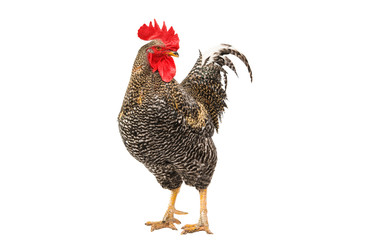 rooster isolated