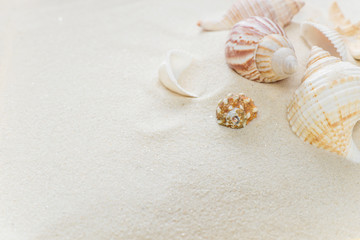Fototapeta na wymiar Clams on thesea sand