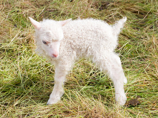 Obraz premium Little newborn lamb standing on the grass