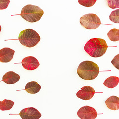 Red fall autumn leaves. On white background. Flat lay.