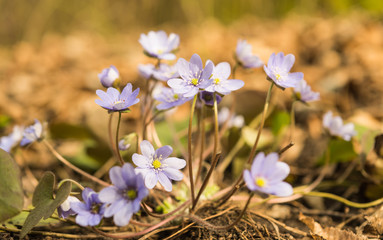 Hepatica nobilis