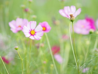 コスモス
