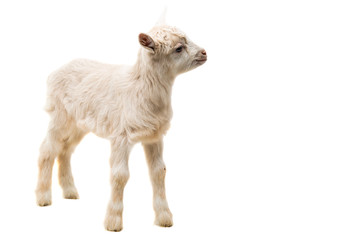 Fototapeta premium little goatling