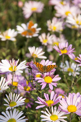 orange butterfly on pink camomile