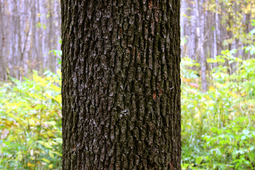 Tree trunk on blurred background