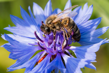 a bee collecting nectar on a blue flower