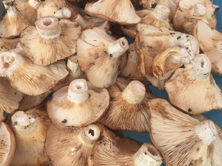 Heap of mushrooms