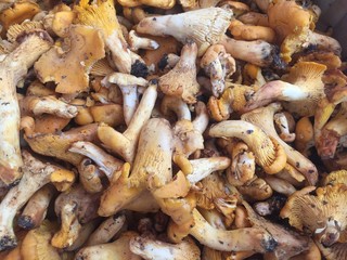 Heap of mushrooms