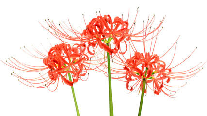 Red spider lily flowers, or Lycoris radiata, isolated on white background