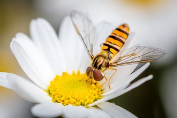 a hoverfly eating from a daisy flower - Powered by Adobe