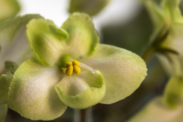 Obraz premium white flower violet