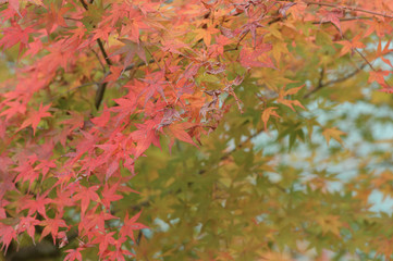 カエデの葉
