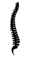 Backbone Spine
