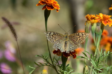 Autumn Butterflies and Flowers