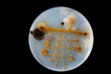 Research various microorganisms / microflora in petri dishes